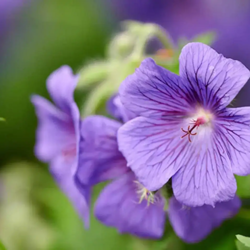 Lavender Oil